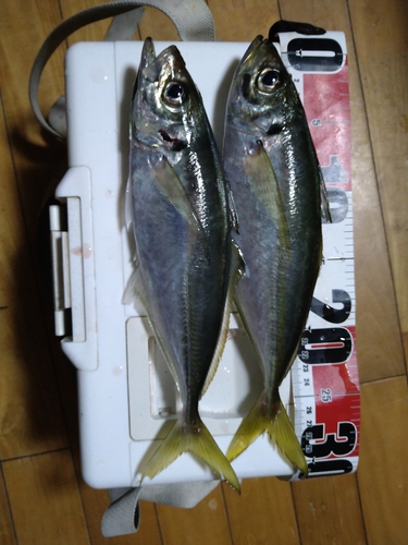 マアジの釣果