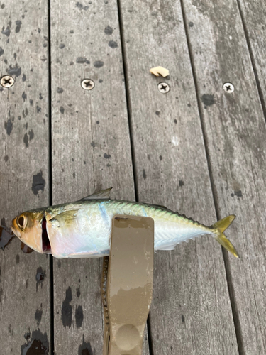 サバの釣果