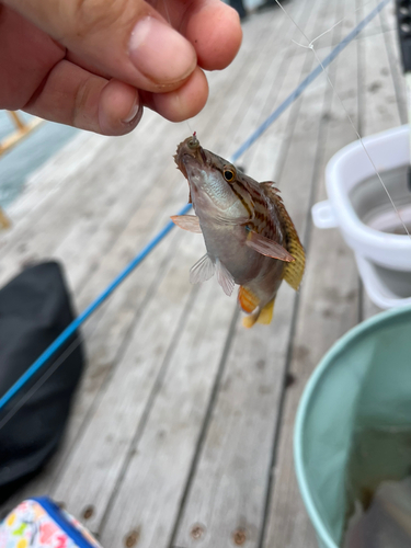 アカササノハベラの釣果