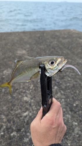 マアジの釣果