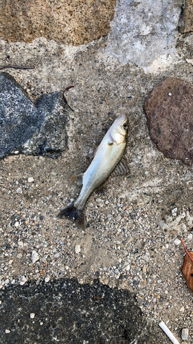 スズキの釣果