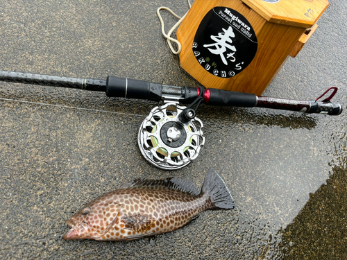 オオモンハタの釣果