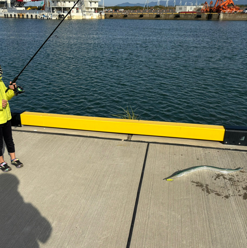 ダツの釣果