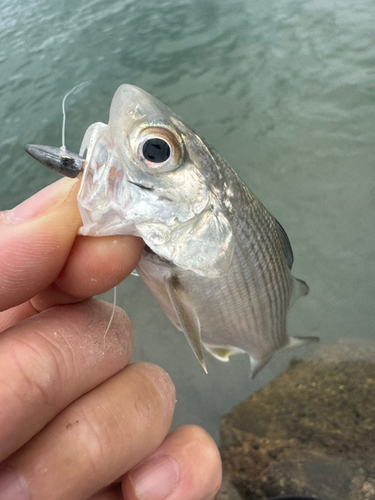 ツバメコノシロの釣果