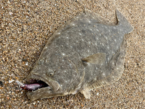 ヒラメの釣果