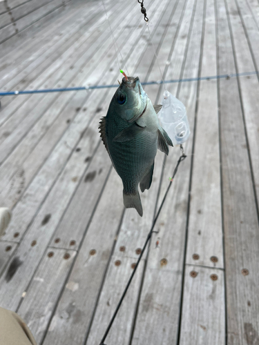 メジナの釣果