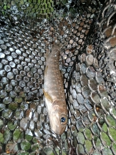 ニッコウイワナの釣果