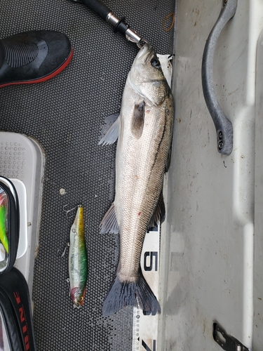 シーバスの釣果