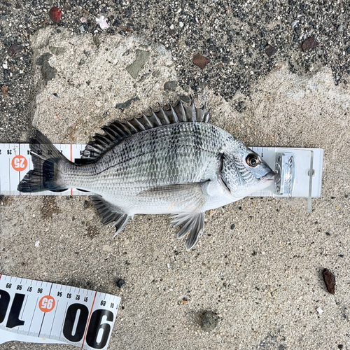 クロダイの釣果