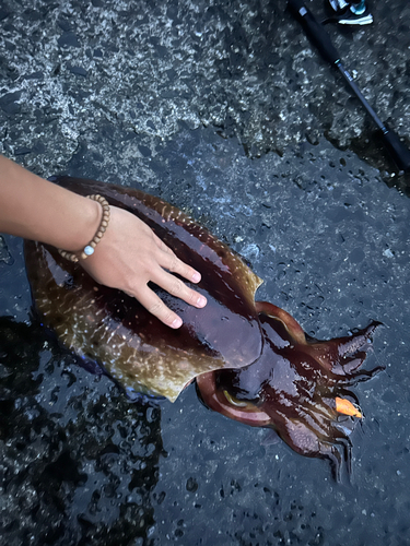 コブシメの釣果