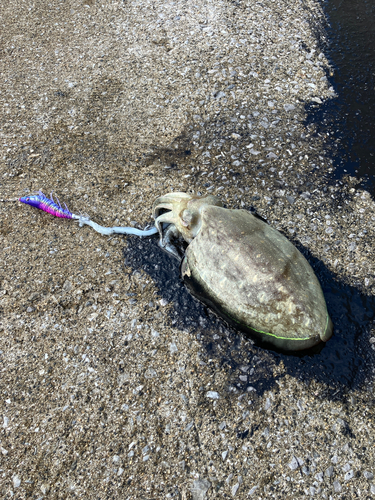 モンゴウイカの釣果