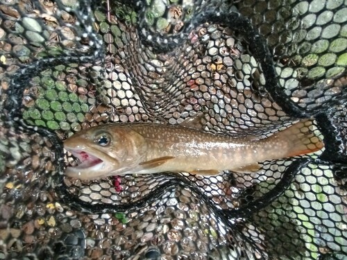 ニッコウイワナの釣果