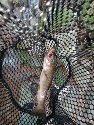 ニッコウイワナの釣果