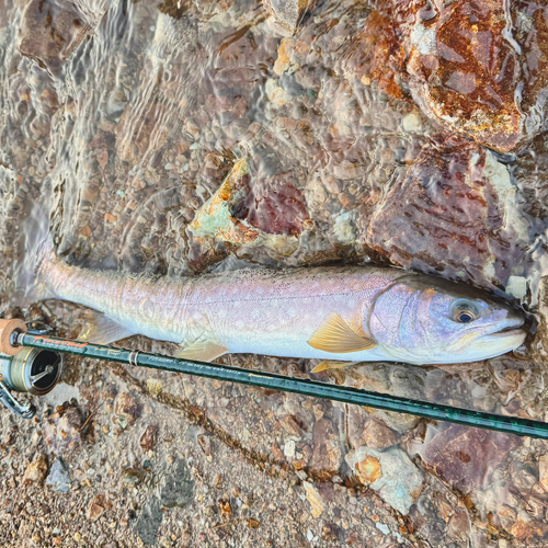 アメマスの釣果