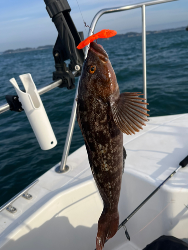 アイナメの釣果