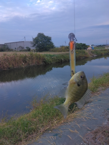 ブルーギルの釣果