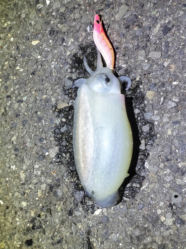 シリヤケイカの釣果