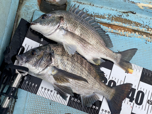 クロダイの釣果