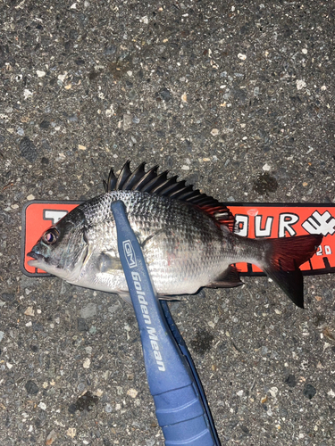 クロダイの釣果