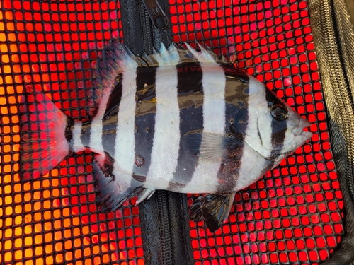 イシダイの釣果