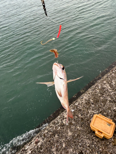 タイの釣果