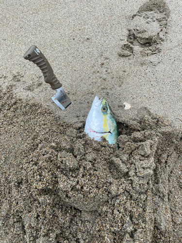 ツバスの釣果