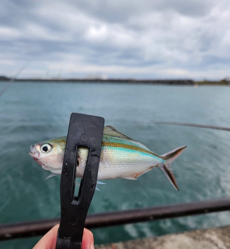 ササムロの釣果