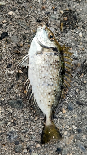 アイゴの釣果