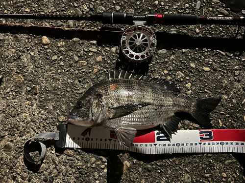 チヌの釣果