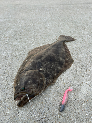 ヒラメの釣果