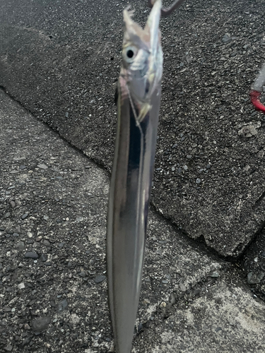 タチウオの釣果