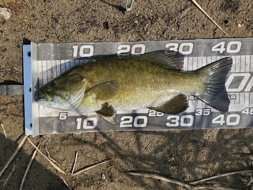 スモールマウスバスの釣果