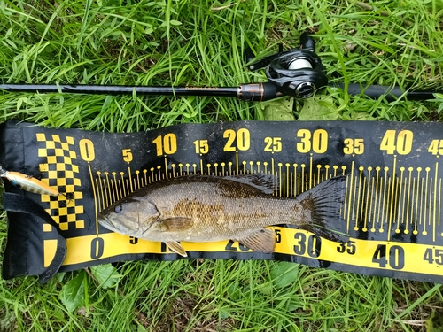 スモールマウスバスの釣果