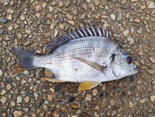 キビレの釣果