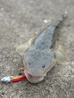 マゴチの釣果