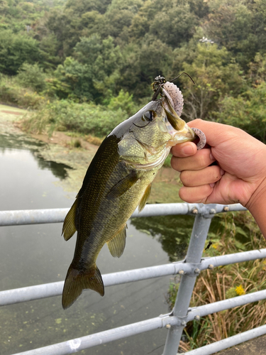 ブラックバスの釣果