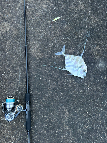 イトヒキアジの釣果