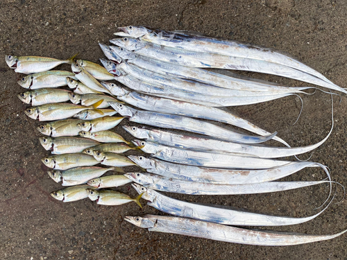 タチウオの釣果