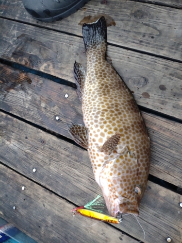 オオモンハタの釣果