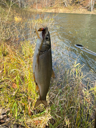 かなやま湖