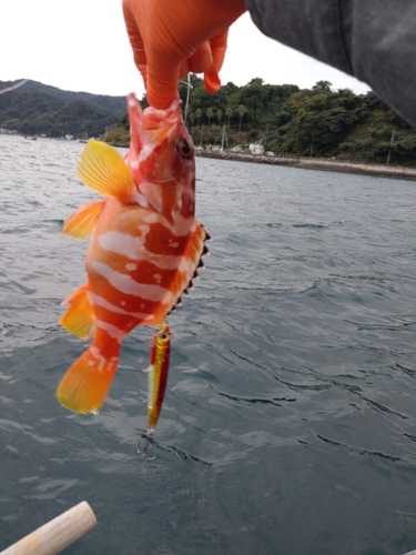 アカハタの釣果