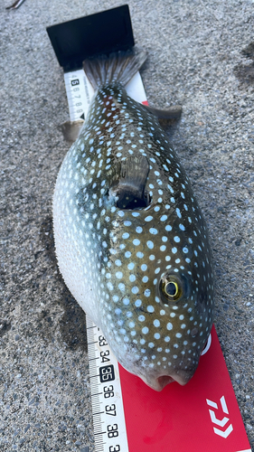 フグの釣果