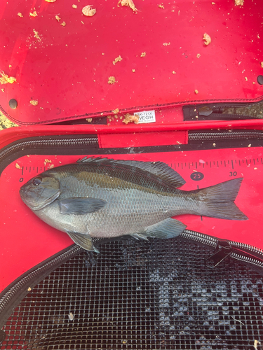 クチブトグレの釣果