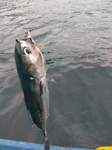 マルソウダの釣果