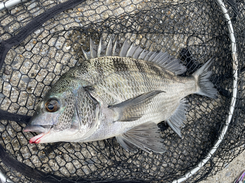 クロダイの釣果