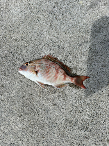 チャリコの釣果