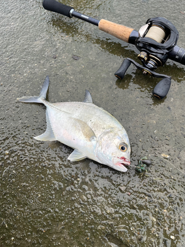 メッキの釣果