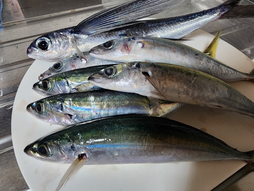 アジの釣果