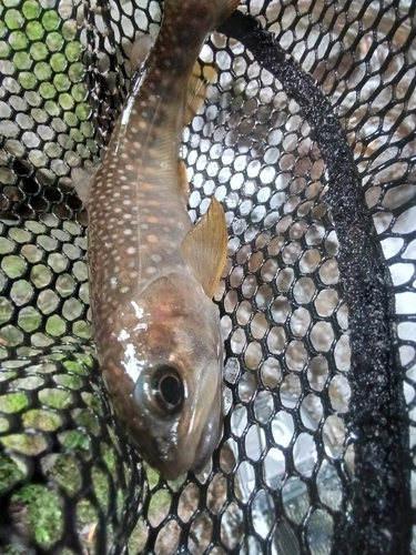 ニッコウイワナの釣果