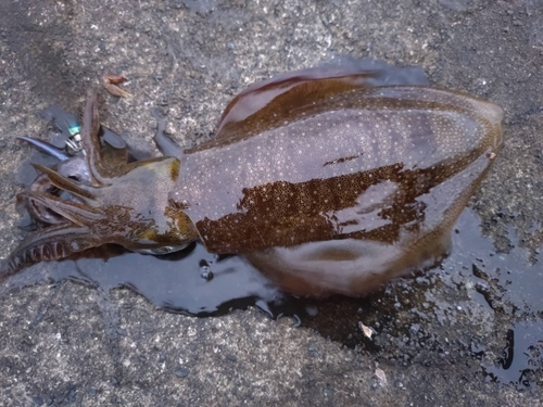 アオリイカの釣果